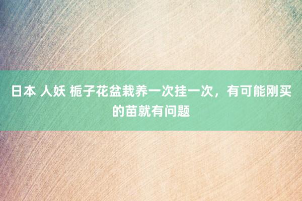 日本 人妖 栀子花盆栽养一次挂一次，有可能刚买的苗就有问题