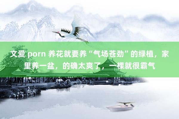 文爱 porn 养花就要养“气场苍劲”的绿植，家里养一盆，的确太爽了，一棵就很霸气